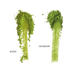 HANE´S Matcha bundle.